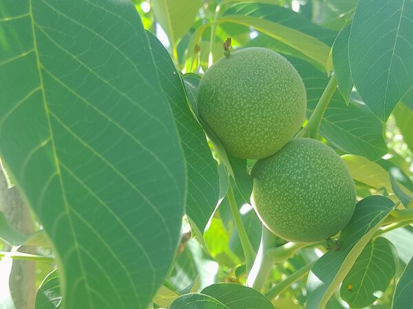 میوه‌های خوش‌رنگ و لعاب بهاری در روستای مارکده