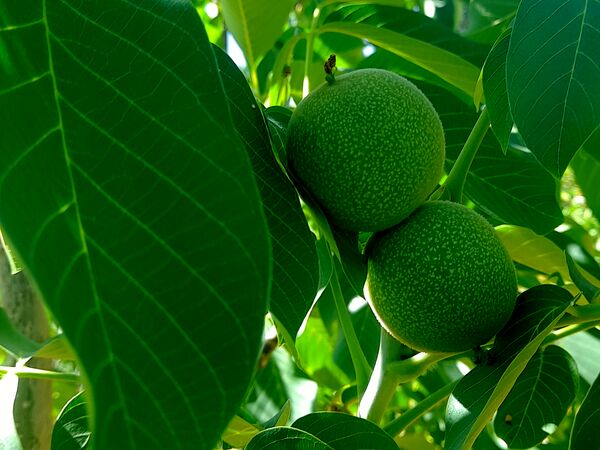 میوه‌های خوش‌رنگ و لعاب بهاری در روستای مارکده