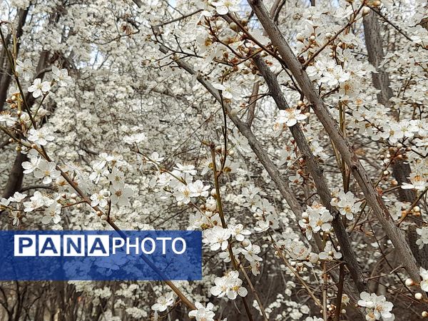 شکوفه‌های بهاری بر قامت درختان ‌