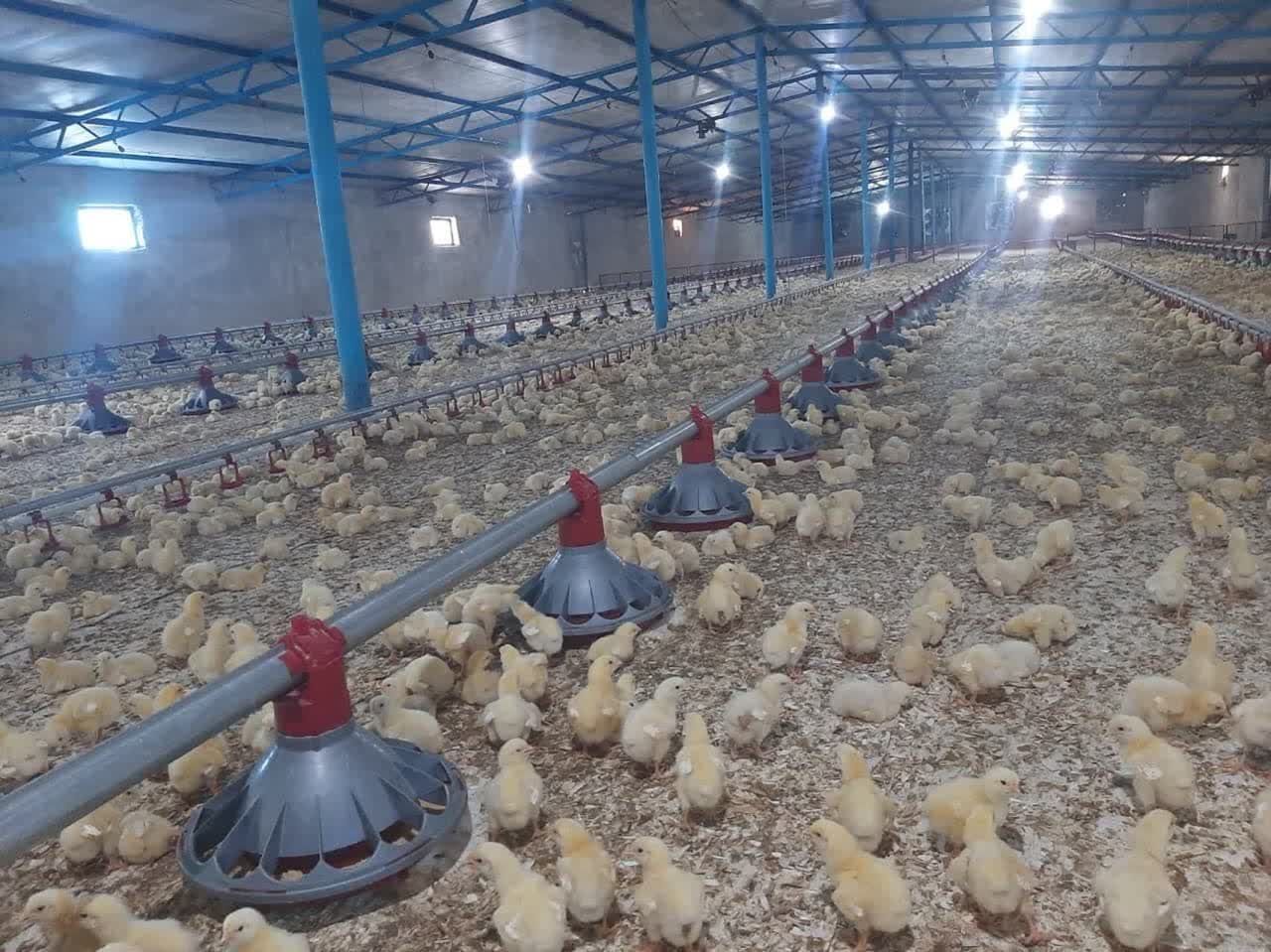 افزایش یک میلیون قطعه‌ای جوجه‌ریزی استان تهران با احیای ۲۹ مرغداری راکد