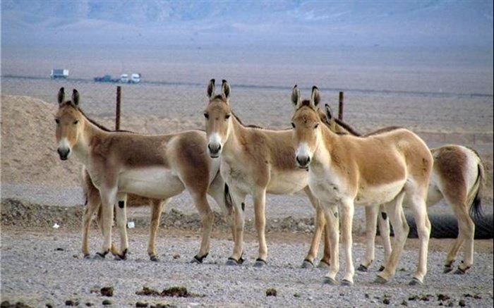 خشکسالی  عامل پراکنده شدن جمعیت گور خر ایرانی در منطقه حفاظت‌شده بهرام گور است