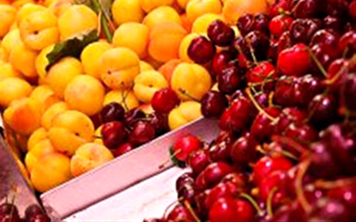 مشارکت تاجران روسی در صادرات زردآلو و گیلاس آذربایجان غربی