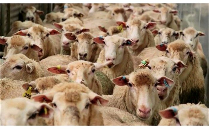 ورود دام زنده از روسیه به اردبیل با هدف تامین گوشت مورد نیاز کشور انجام می‌شود