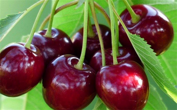 اشنویه میزبان جشنواره ملی گیلاس