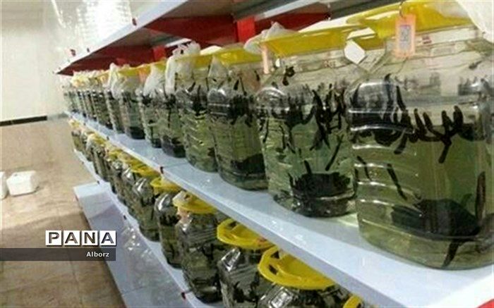 خودکفایی مددجوی البرزی با پرورش زالو