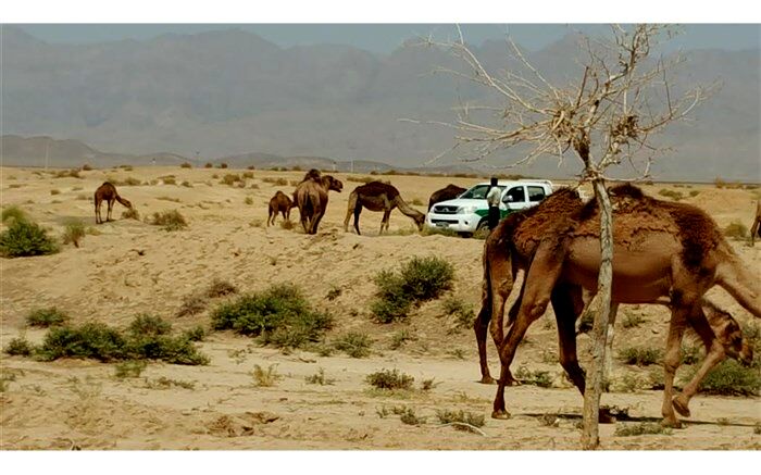 توقیف محموله 9 نفر شتر غیرمجاز در شهرستان بشرویه