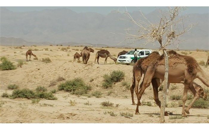 توقیف محموله 9 نفر شتر غیرمجاز در شهرستان بشرویه