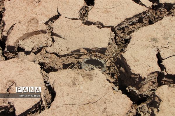 آخرین تلاش برای زندگی