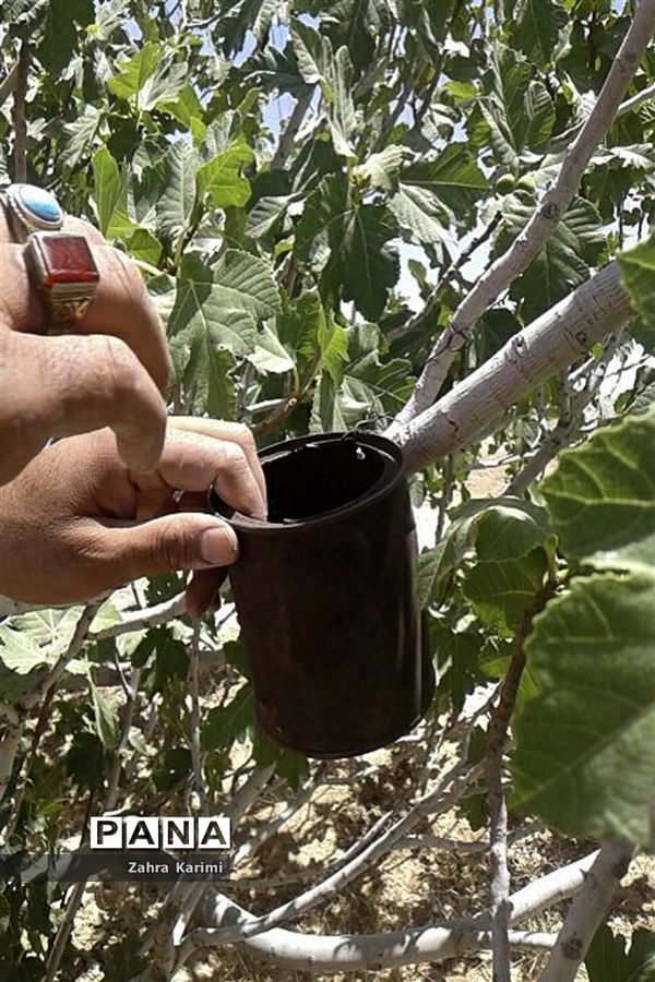 گرده افشانی (بَر دهی) در انجیرستان‌های نی ریز