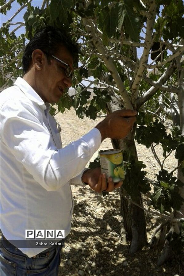 گرده افشانی (بَر دهی) در انجیرستان‌های نی ریز