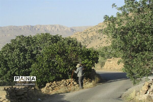 گرده افشانی (بَر دهی) در انجیرستان‌های نی ریز