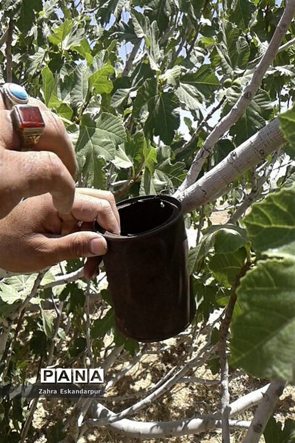 گرده افشانی (بَر دهی) در انجیرستان‌های نی ریز