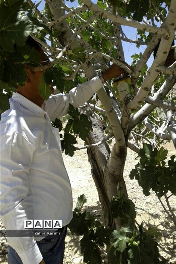 گرده افشانی (بَر دهی) در انجیرستان‌های نی ریز