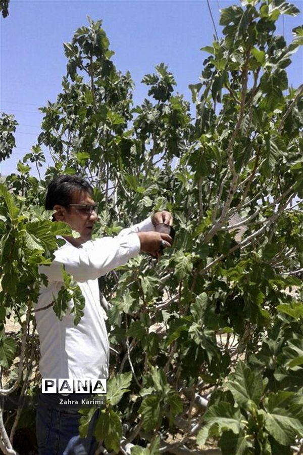 گرده افشانی (بَر دهی) در انجیرستان‌های نی ریز