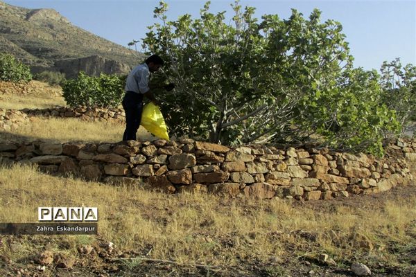 گرده افشانی (بَر دهی) در انجیرستان‌های نی ریز