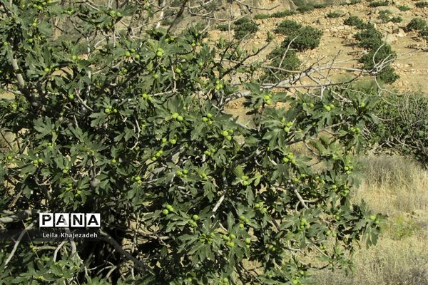 گرده افشانی (بَر دهی) در انجیرستان‌های نی ریز