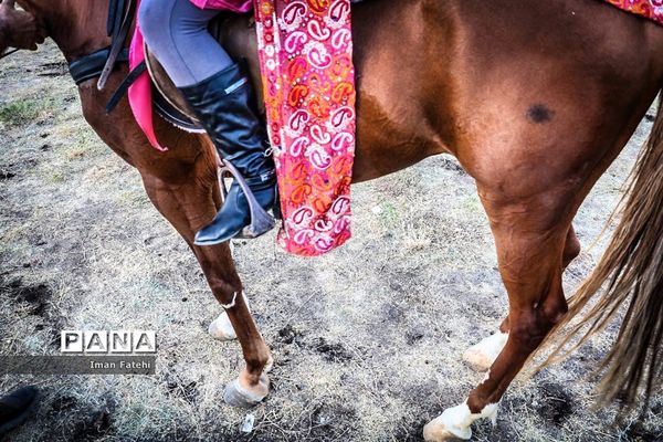 دومین جشنواره  ملی اسب کرد