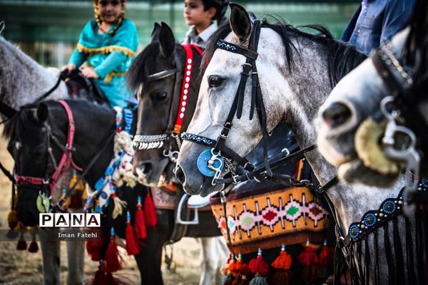 دومین جشنواره  ملی اسب کرد