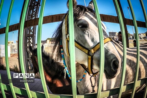 دومین جشنواره  ملی اسب کرد