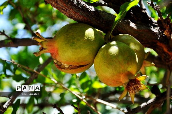 یاقوت سرخ شهرستان های خوسف خراسان جنوبی