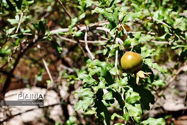 یاقوت سرخ شهرستان های خوسف خراسان جنوبی