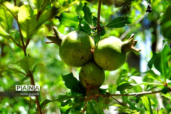 یاقوت سرخ شهرستان های خوسف خراسان جنوبی