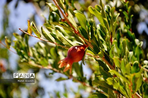 یاقوت سرخ شهرستان های خوسف خراسان جنوبی