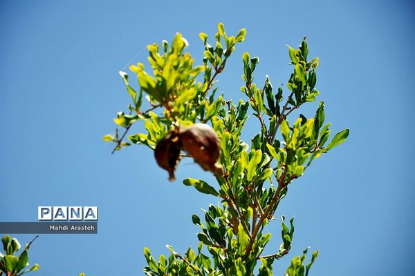 یاقوت سرخ شهرستان های خوسف خراسان جنوبی