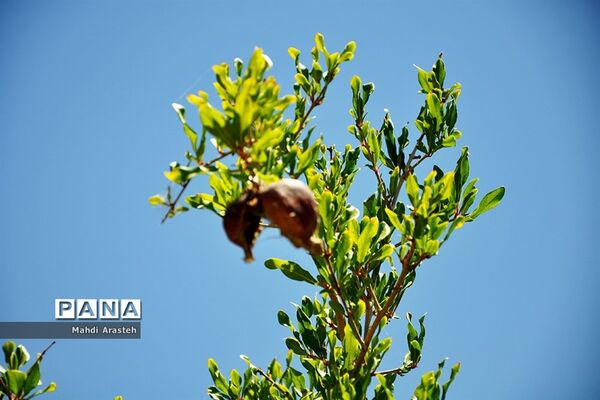 یاقوت سرخ شهرستان های خوسف خراسان جنوبی