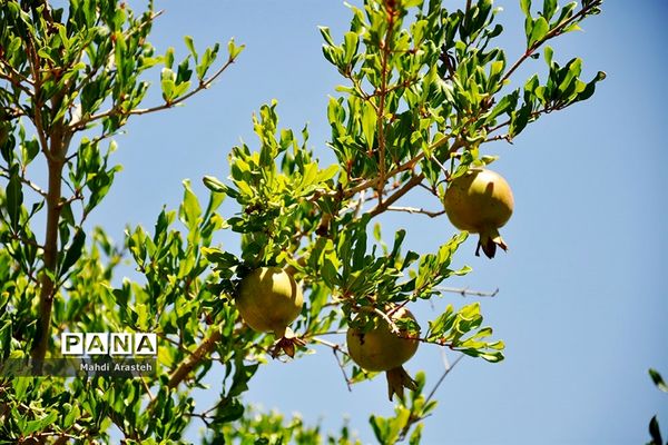 یاقوت سرخ شهرستان های خوسف خراسان جنوبی