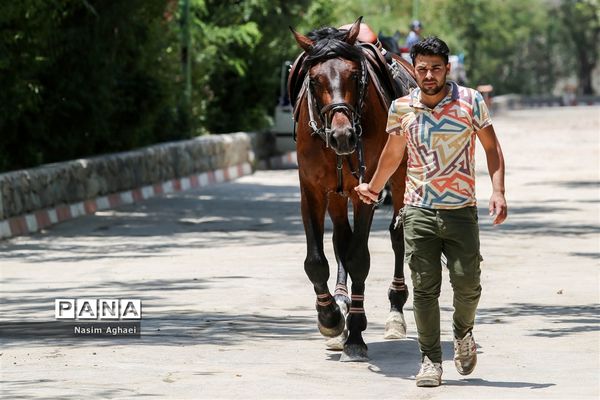 مسابقات پرش با اسب