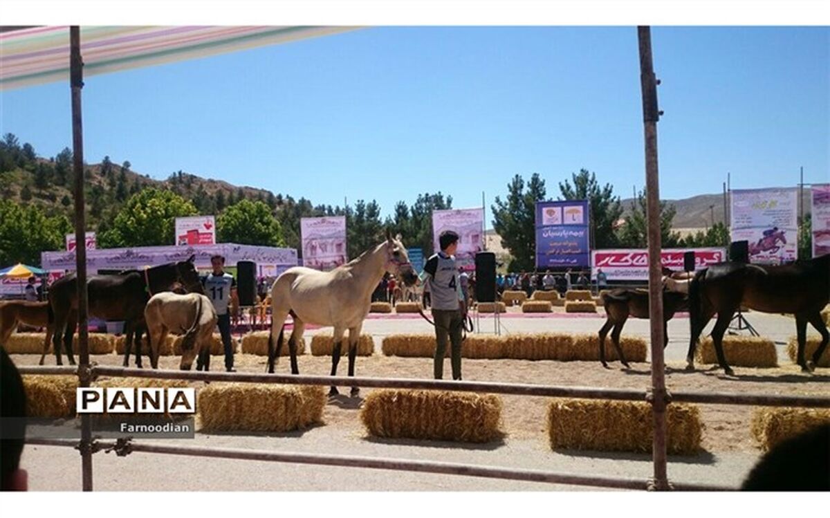 برترین های پانزدهمین جشنواره ملی زیبائی اسب اصیل ترکمن