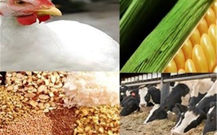 ۶۸۵ میلیون یورو ارز دولتی به واردات نهاده‌های دامی تخصیص یافت