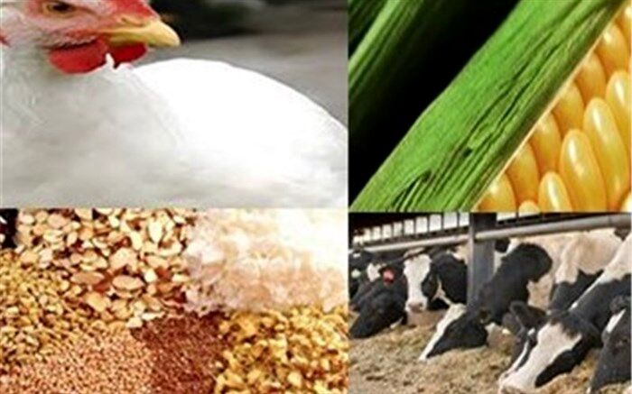 ۶۸۵ میلیون یورو ارز دولتی به واردات نهاده‌های دامی تخصیص یافت