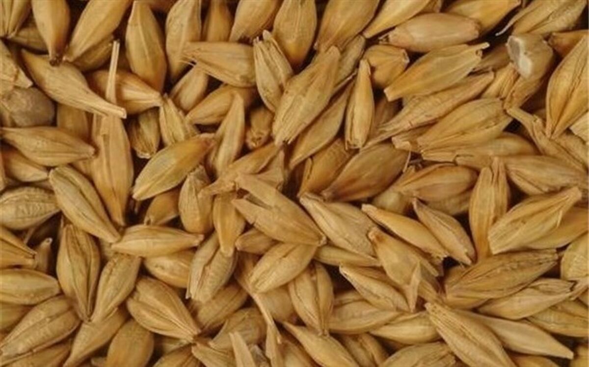 تخصیص ۱۷۲میلیون یورو ارز دولتی برای واردات جو
