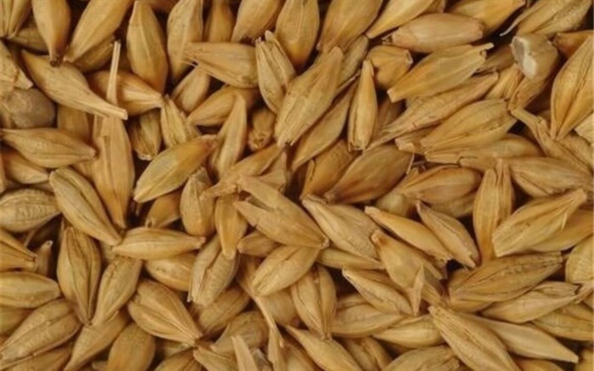تخصیص ۱۷۲میلیون یورو ارز دولتی برای واردات جو