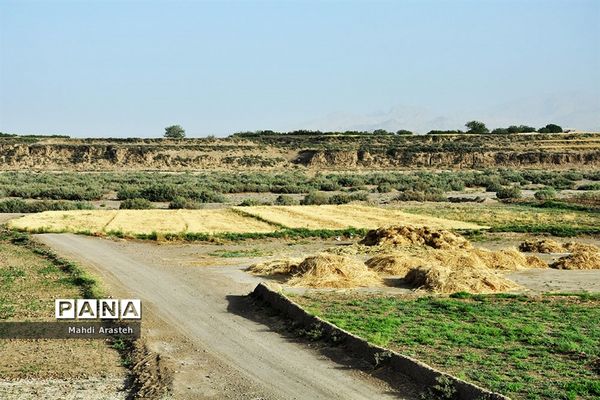 آغاز برداشت گندم از مزارع شهرستان خوسف خراسان جنوبی