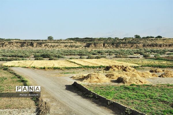 آغاز برداشت گندم از مزارع شهرستان خوسف خراسان جنوبی