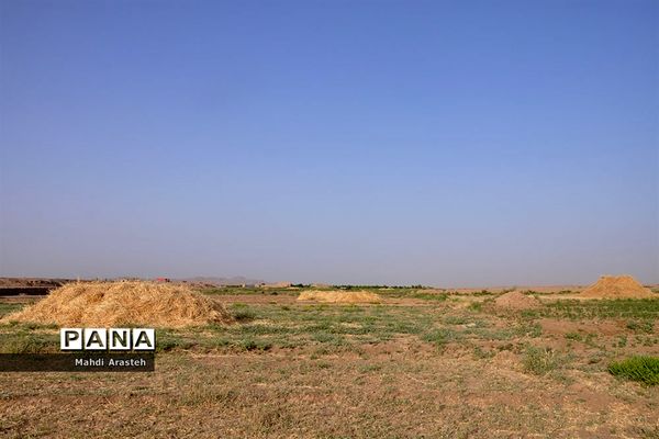 آغاز برداشت گندم از مزارع شهرستان خوسف خراسان جنوبی