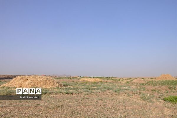 آغاز برداشت گندم از مزارع شهرستان خوسف خراسان جنوبی