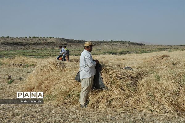 آغاز برداشت گندم از مزارع شهرستان خوسف خراسان جنوبی