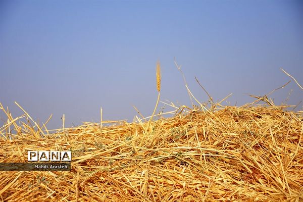 آغاز برداشت گندم از مزارع شهرستان خوسف خراسان جنوبی