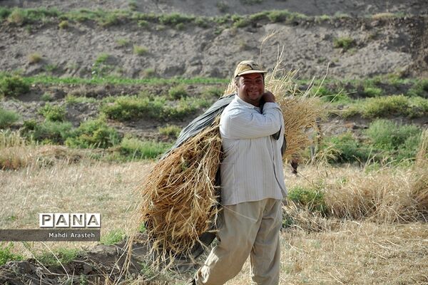 آغاز برداشت گندم از مزارع شهرستان خوسف خراسان جنوبی