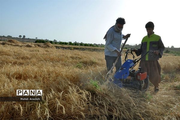 آغاز برداشت گندم از مزارع شهرستان خوسف خراسان جنوبی