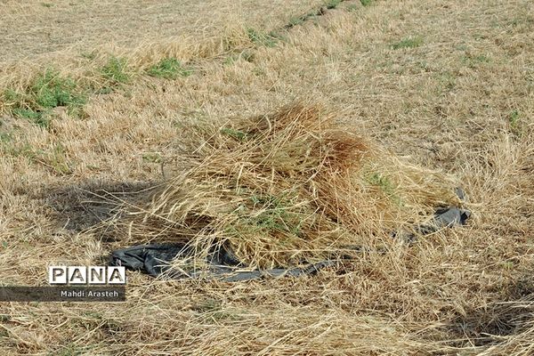 آغاز برداشت گندم از مزارع شهرستان خوسف خراسان جنوبی