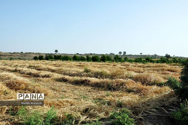 آغاز برداشت گندم از مزارع شهرستان خوسف خراسان جنوبی