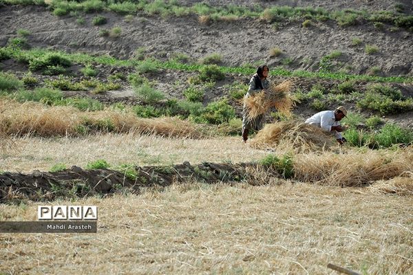 آغاز برداشت گندم از مزارع شهرستان خوسف خراسان جنوبی