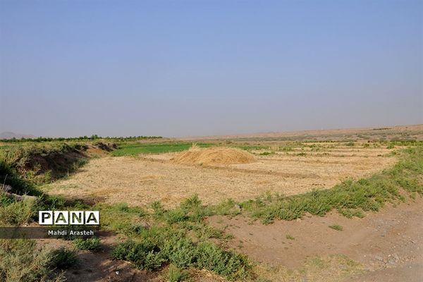 آغاز برداشت گندم از مزارع شهرستان خوسف خراسان جنوبی