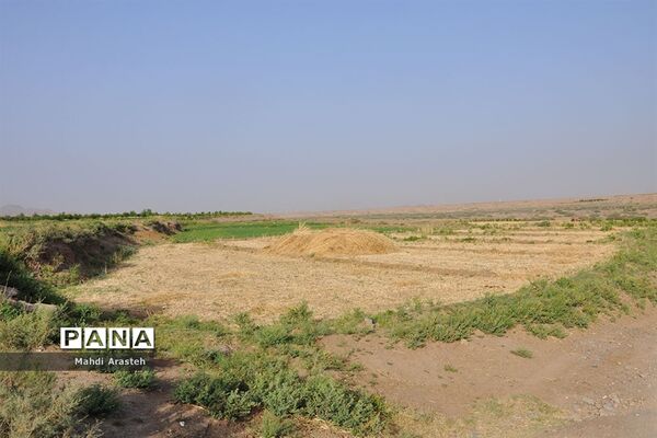 آغاز برداشت گندم از مزارع شهرستان خوسف خراسان جنوبی