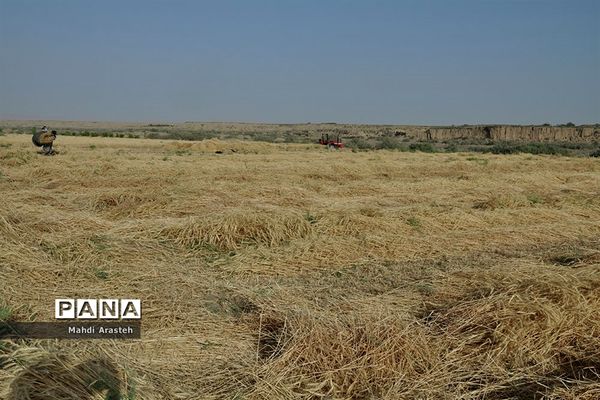 آغاز برداشت گندم از مزارع شهرستان خوسف خراسان جنوبی